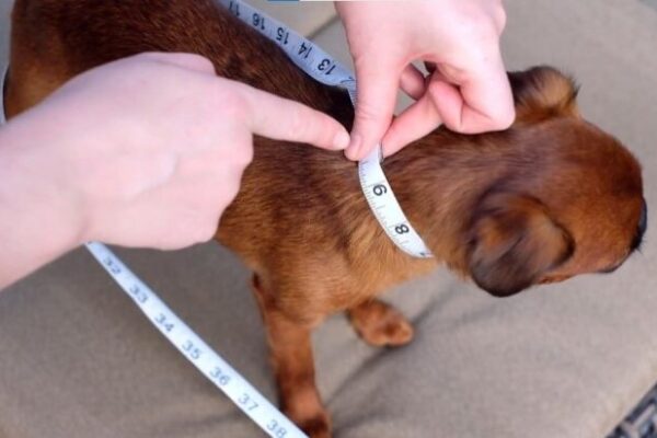 Understanding the Importance of Proper Collar Fit